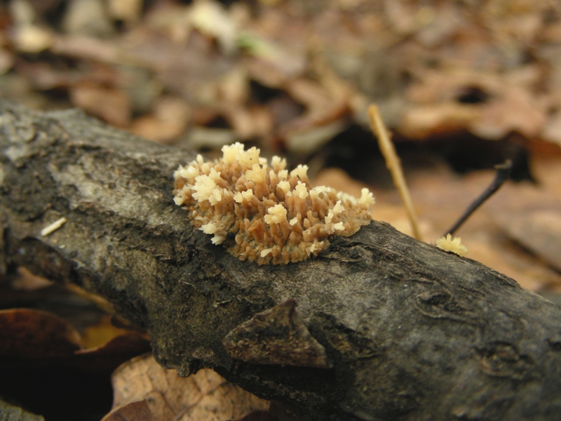 Una bellissima crosta (Radulomyces molaris)